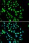 STAM Binding Protein antibody, LS-B13971, Lifespan Biosciences, Immunofluorescence image 