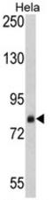 Signal Recognition Particle 72 antibody, AP17766PU-N, Origene, Western Blot image 