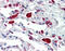 Cathepsin H antibody, 48-044, ProSci, Immunohistochemistry paraffin image 
