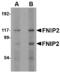 Folliculin-interacting protein 2 antibody, MBS150131, MyBioSource, Western Blot image 