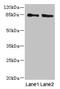 Hook Microtubule Tethering Protein 1 antibody, CSB-PA891526LA01HU, Cusabio, Western Blot image 