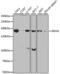 SIN3 Transcription Regulator Family Member A antibody, A1577, ABclonal Technology, Western Blot image 