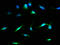 Malate Dehydrogenase 1 antibody, CSB-PA013621EA01HU, Cusabio, Immunofluorescence image 