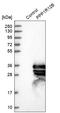 Protein Phosphatase 1 Regulatory Subunit 12B antibody, HPA024171, Atlas Antibodies, Western Blot image 