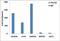 Di-Methyl-Histone H3 antibody, 701767, Invitrogen Antibodies, Chromatin Immunoprecipitation image 