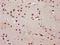 H2B/g antibody, orb516995, Biorbyt, Immunohistochemistry paraffin image 