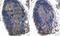 FOXP3 antibody, MBS420161, MyBioSource, Immunohistochemistry frozen image 
