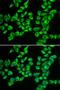 Hydroxyacyl-CoA Dehydrogenase Trifunctional Multienzyme Complex Subunit Beta antibody, LS-B13884, Lifespan Biosciences, Immunofluorescence image 