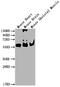 Pyruvate Kinase M1/2 antibody, CSB-MA018072A0m, Cusabio, Western Blot image 