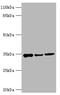 Aquaporin 4 antibody, CSB-PA11137A0Rb, Cusabio, Western Blot image 
