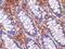 HtrA Serine Peptidase 2 antibody, PA5-20064, Invitrogen Antibodies, Immunohistochemistry paraffin image 