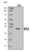 Ribosomal Protein L5 antibody, A02843-2, Boster Biological Technology, Western Blot image 
