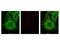 GLI Family Zinc Finger 3 antibody, A01171, Boster Biological Technology, Immunofluorescence image 