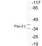 Paired Box 2 antibody, LS-C291722, Lifespan Biosciences, Western Blot image 