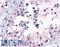 G Protein-Coupled Receptor 149 antibody, LS-A5107, Lifespan Biosciences, Immunohistochemistry paraffin image 