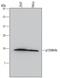 Cyclin Dependent Kinase Inhibitor 2B antibody, MAB6798, R&D Systems, Western Blot image 