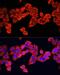 Interleukin 1 Beta antibody, LS-C746953, Lifespan Biosciences, Immunofluorescence image 