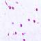 MutL Homolog 1 antibody, orb48457, Biorbyt, Immunohistochemistry paraffin image 