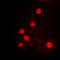 Homeobox C6 antibody, LS-C356106, Lifespan Biosciences, Immunofluorescence image 