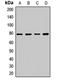 Dynamin 1 Like antibody, LS-C667778, Lifespan Biosciences, Western Blot image 