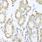 Potassium Voltage-Gated Channel Subfamily D Member 2 antibody, LS-C334561, Lifespan Biosciences, Immunohistochemistry paraffin image 