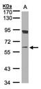 Scm Polycomb Group Protein Homolog 1 antibody, NBP1-32517, Novus Biologicals, Western Blot image 