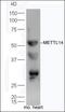 Methyltransferase Like 14 antibody, orb185164, Biorbyt, Western Blot image 
