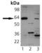Synaptotagmin 1 antibody, ADI-VAS-SV008-F, Enzo Life Sciences, Western Blot image 