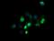 Zinc Finger And SCAN Domain Containing 21 antibody, NBP2-45443, Novus Biologicals, Immunofluorescence image 