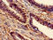 Methionine Adenosyltransferase 2A antibody, LS-C396952, Lifespan Biosciences, Immunohistochemistry paraffin image 