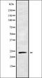 RAB21, Member RAS Oncogene Family antibody, orb338615, Biorbyt, Western Blot image 