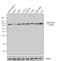 Heat Shock Protein 90 Alpha Family Class B Member 1 antibody, 37-9400, Invitrogen Antibodies, Western Blot image 