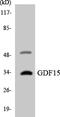 Growth Differentiation Factor 15 antibody, LS-C291988, Lifespan Biosciences, Western Blot image 