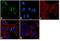 Peroxiredoxin 4 antibody, PA3-753, Invitrogen Antibodies, Immunofluorescence image 