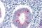Trefoil Factor 3 antibody, MBS245755, MyBioSource, Immunohistochemistry paraffin image 