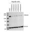 Tripartite Motif Containing 28 antibody, NB500-158, Novus Biologicals, Western Blot image 