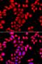 O-Sialoglycoprotein Endopeptidase Like 1 antibody, orb373922, Biorbyt, Immunocytochemistry image 