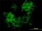 Keratin 33B antibody, H00003884-M01, Novus Biologicals, Immunofluorescence image 