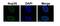 Nucleoporin 35 antibody, 30-840, ProSci, Immunofluorescence image 