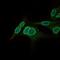 Nuclear Receptor Subfamily 6 Group A Member 1 antibody, GTX60623, GeneTex, Immunofluorescence image 