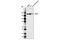 Proline, Glutamate And Leucine Rich Protein 1 antibody, 13783S, Cell Signaling Technology, Western Blot image 