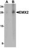 Empty Spiracles Homeobox 2 antibody, orb75705, Biorbyt, Western Blot image 