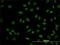POU Class 4 Homeobox 3 antibody, H00005459-M01, Novus Biologicals, Immunofluorescence image 
