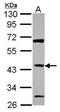 Zinc Finger Protein 2 antibody, PA5-30208, Invitrogen Antibodies, Western Blot image 