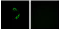 Olfactory Receptor Family 10 Subfamily G Member 9 antibody, abx015358, Abbexa, Western Blot image 