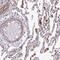 TBC1 Domain Family Member 20 antibody, PA5-60437, Invitrogen Antibodies, Immunohistochemistry frozen image 