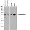 Stanniocalcin 1 antibody, MAB2958, R&D Systems, Western Blot image 
