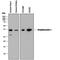 STC antibody, MAB2958, R&D Systems, Western Blot image 