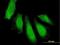 Ubiquitin Associated Protein 1 antibody, H00051271-B01P, Novus Biologicals, Immunofluorescence image 