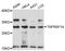 TNF Receptor Superfamily Member 14 antibody, STJ113411, St John